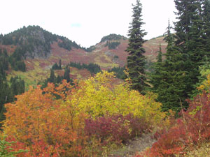 Fall Foliage from Tomyhoi Trail