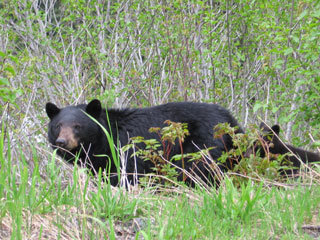 Bears