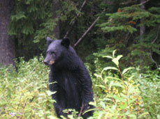 Looking for Blueberries