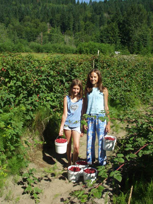 The berry patch