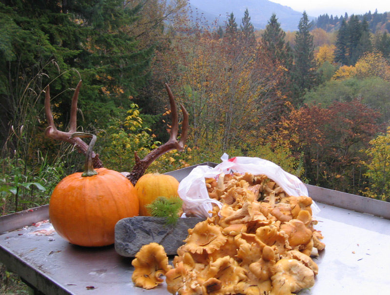 mushroom gathering