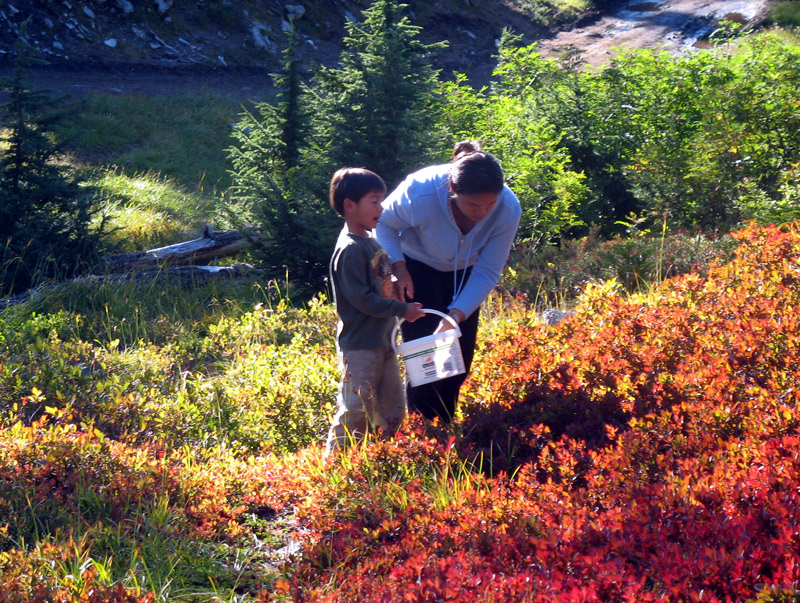 blue berry picking