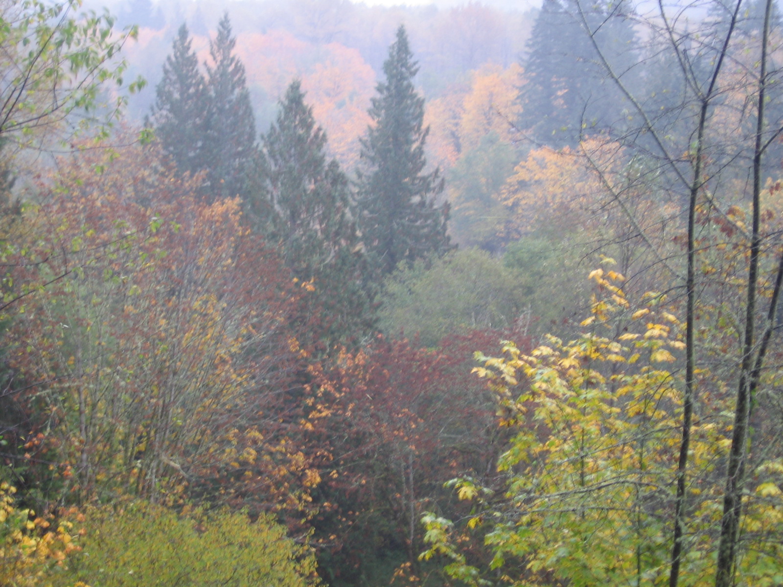 The Forest in Fall